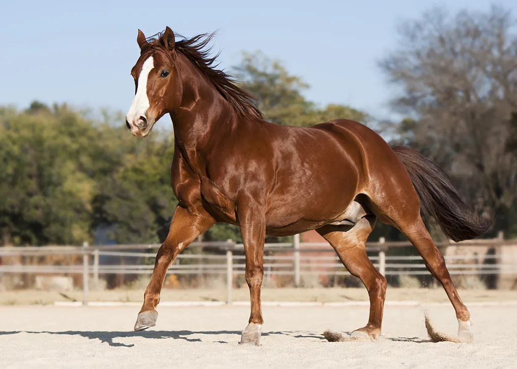 horse (animal) - NamuWiki