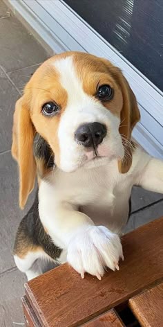This may contain: a small brown and white dog sitting on top of a wooden table next to a door