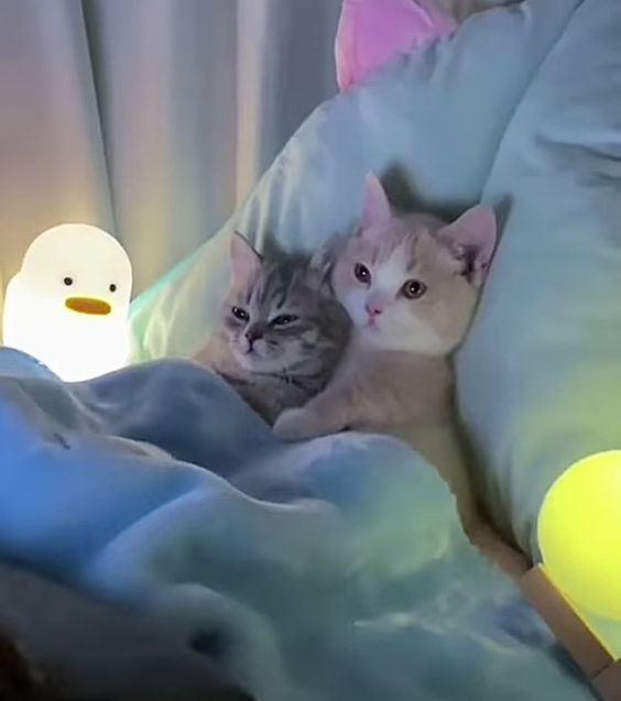 Are humans 90% cats?