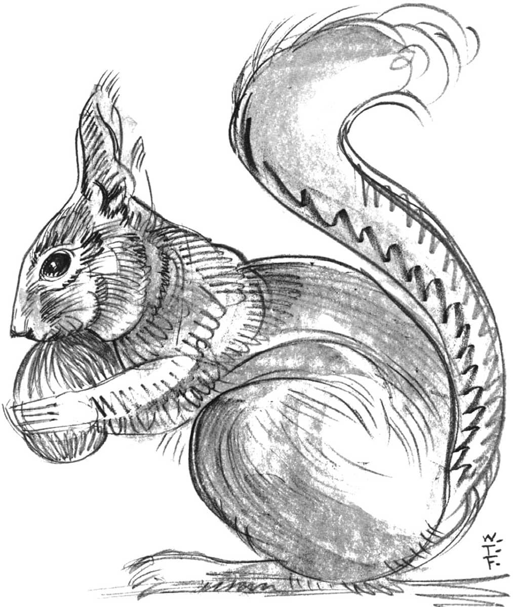 LEARNING TO SEE - The Complete Beginner's Guide to Drawing Animals ...