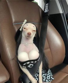 This may contain: a dog sitting in the back seat of a car wearing a dress and headband