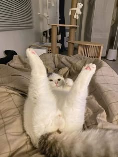 This may contain: a white cat laying on its back on top of a bed