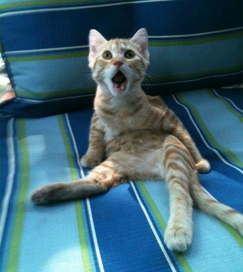 Cat Surprised Meme