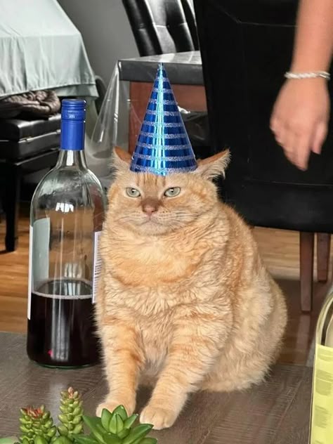 This may contain: an orange cat wearing a blue party hat