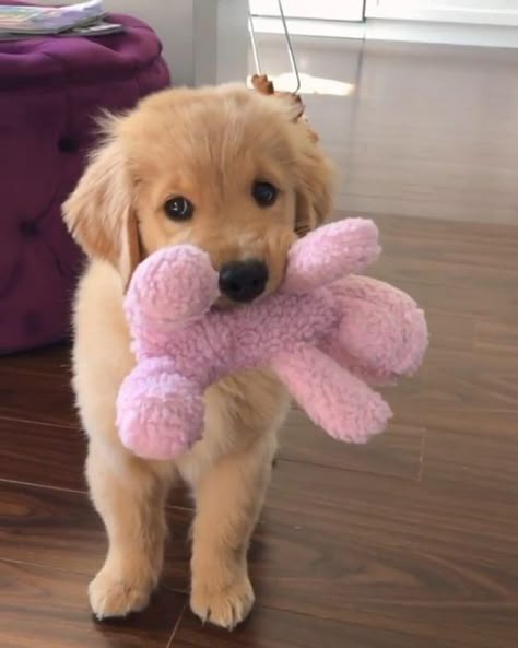 This may contain: a puppy holding a pink stuffed animal in it's mouth while standing on the floor