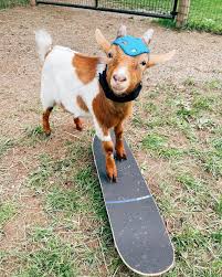 GoatsofAnarchy - Live like Bo! This boy lives life to the... | Facebook