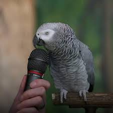 The US parrot that mimics other animals