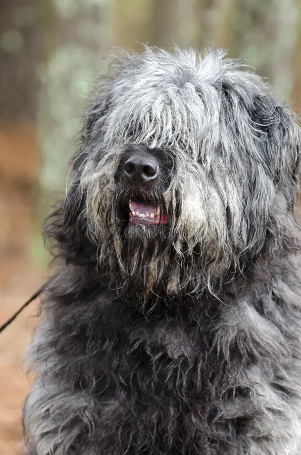 Large Gray Fluffy Sheepdog Type Dog with Hair Covering Eyes Stock Image -  Image of eyes, female: 110476895