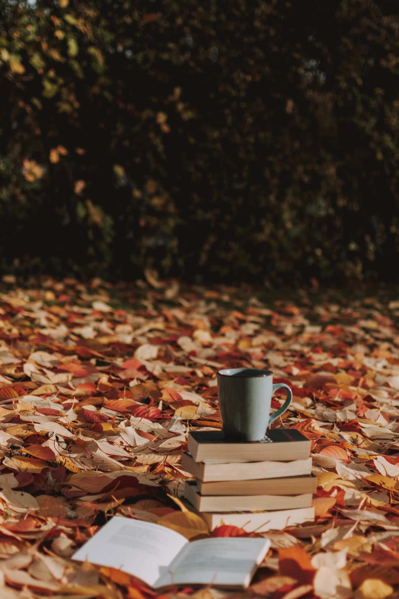 25 Free Fall Aesthetic iPhone Wallpapers